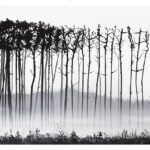 pez tarsadalom street art popkultura