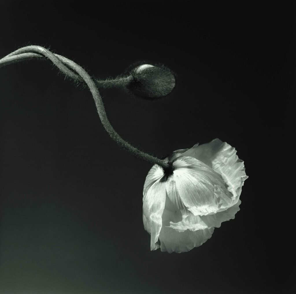 Robert Mapplethrope
