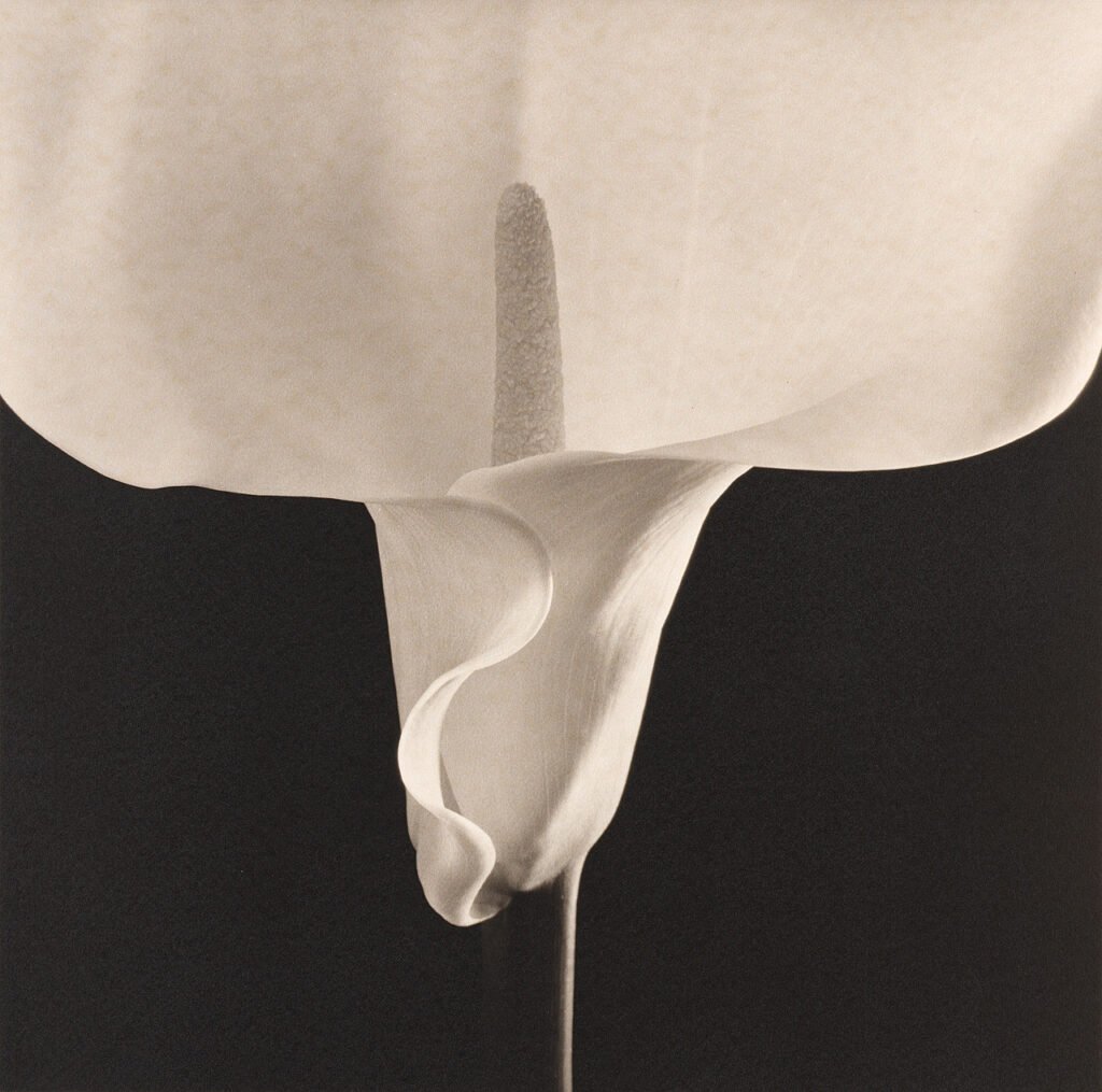 Robert Mapplethorpe